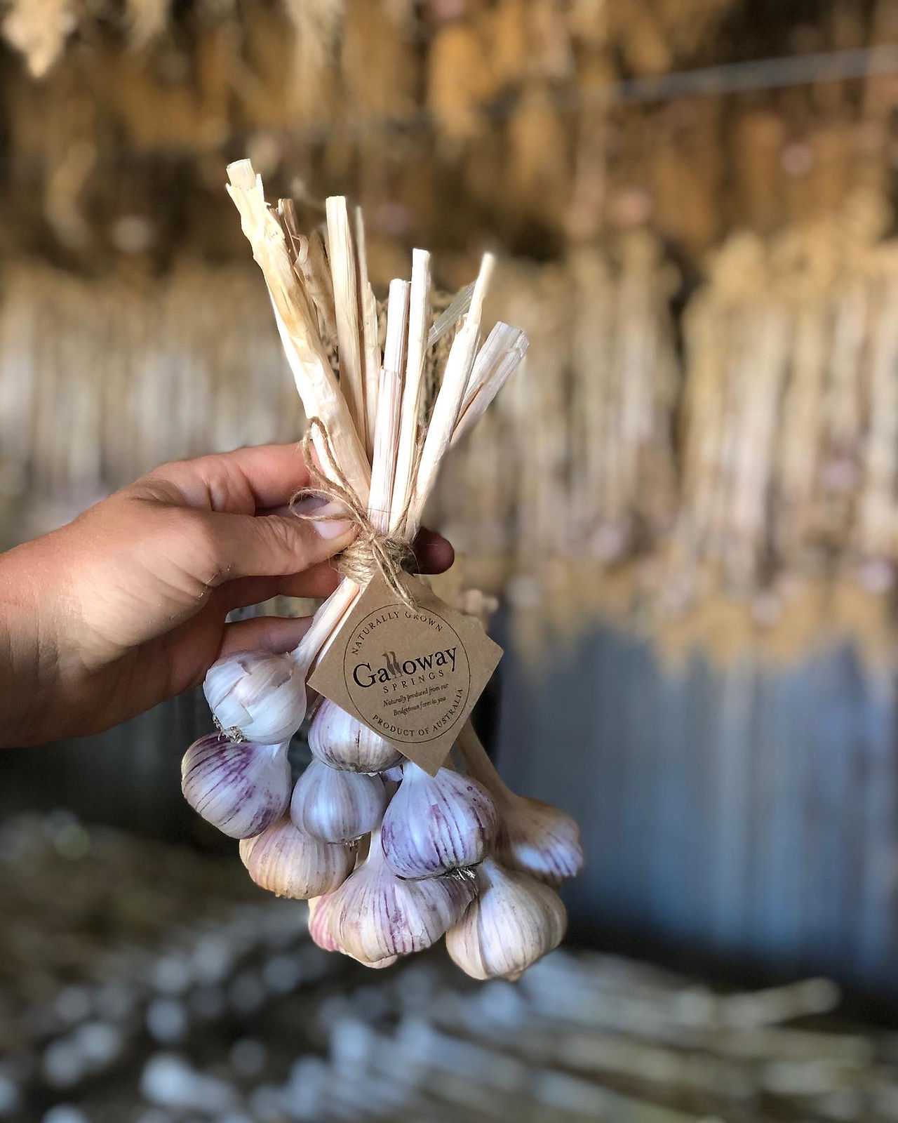 A bundle of Italian Purple Garlic at Galloway Springs
