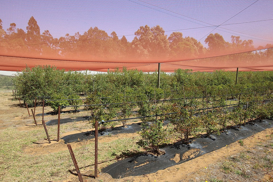 Wayside Farm blueberries with red netting, in Manjimup of the Southern Forests.