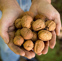 Walnuts_Craig Kinder Photography_2.jpg