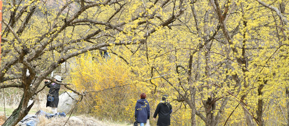 양평군, 제16회 양평 산수유한우축제 내달 6일 개막
