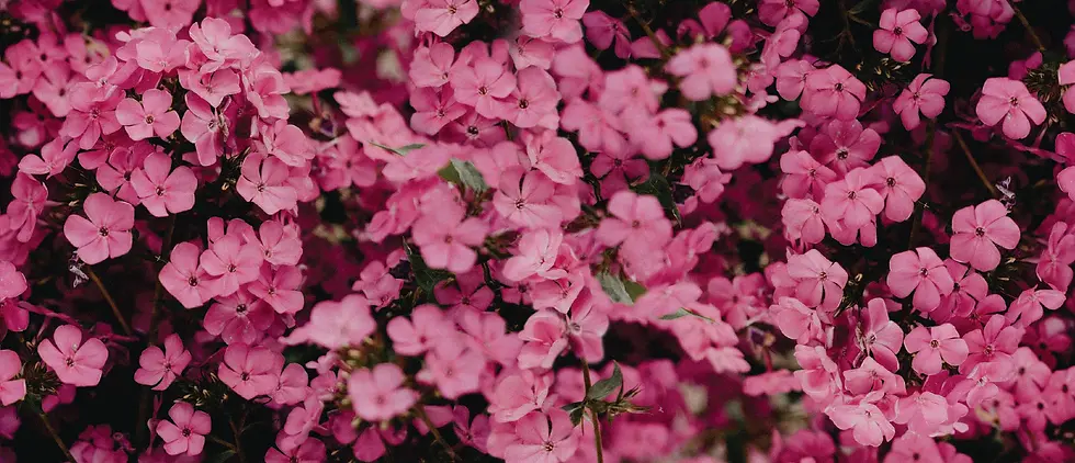 Sanctuary_Floral background.webp