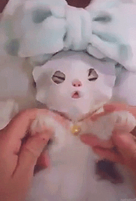 gif cat spa.gif