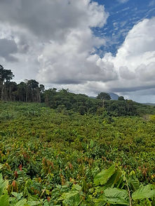 Guayalsace Cacao
