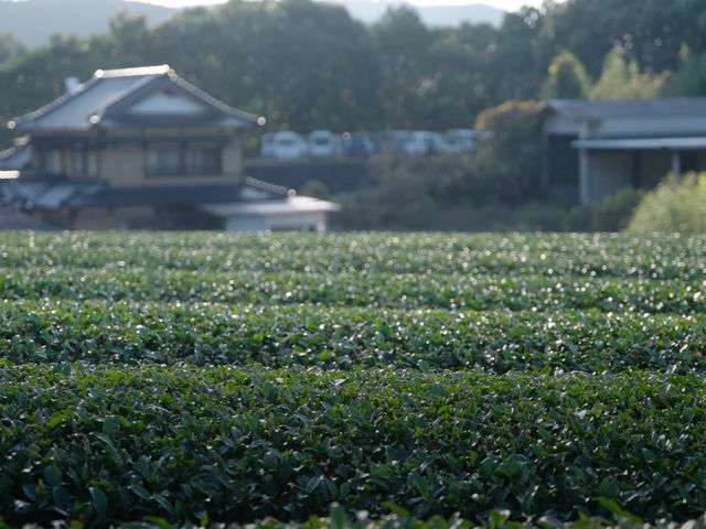 TeamLab Mifuneyama | チームラボ御船山
