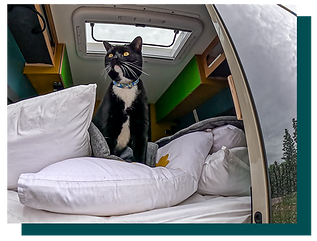 Our cat enjoying his campervan