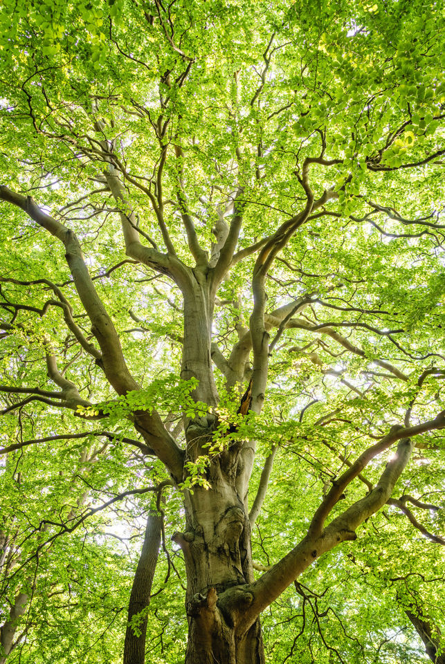 Tree evergreen, growth, nature photography