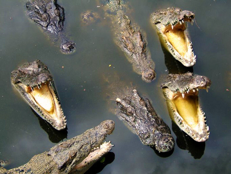 Crocodiles in Katavi - photo by Firelight Safaris