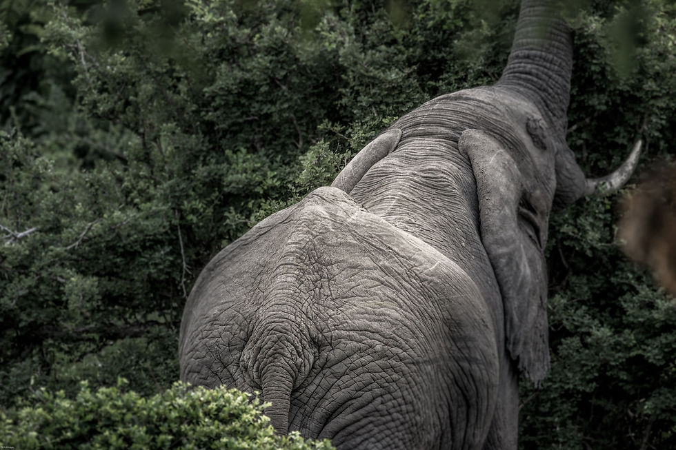 Laygos the elephant feeding near Lake Manze camp