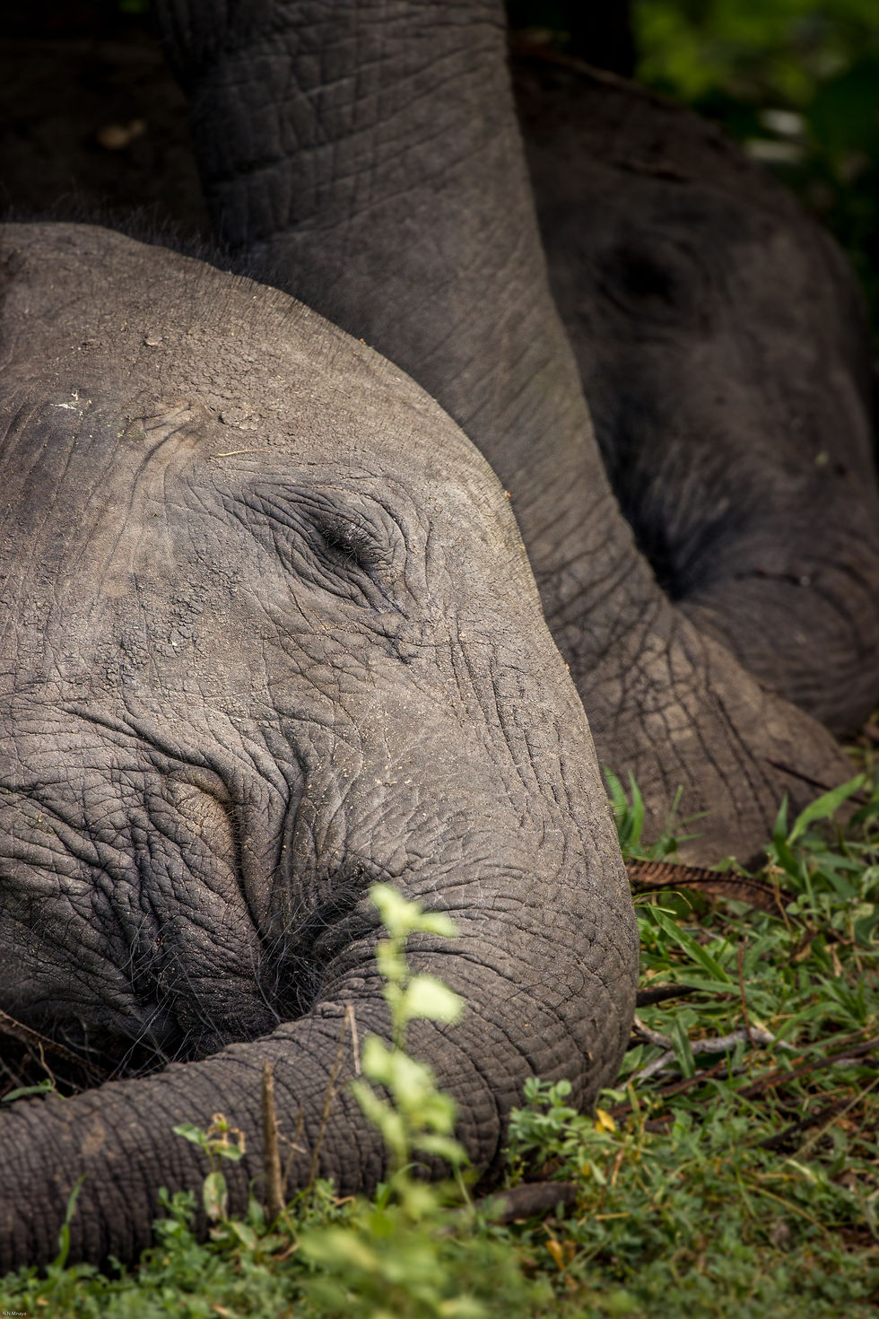 Young elephants napping in Selous