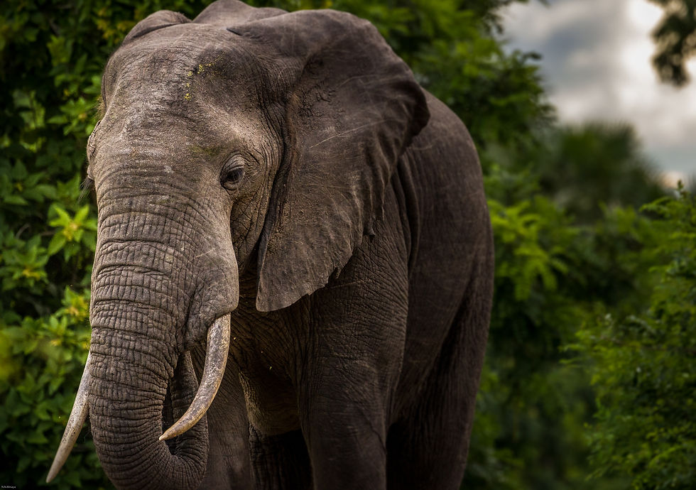 Laygos the elephant at Lake Manze camp