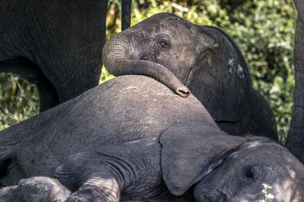 Young elephants napping in Selous