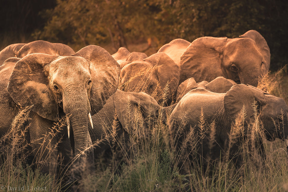 Elephants near Authentic Tanzania's camp in Selous