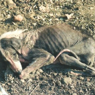 Rescued Animals Help Traumatised Women