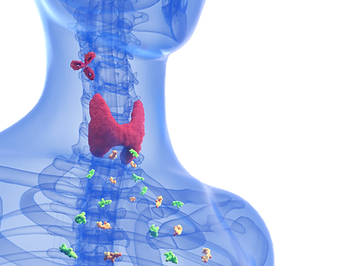 Biohaven-Graves-Disease-Thyroid-View.png