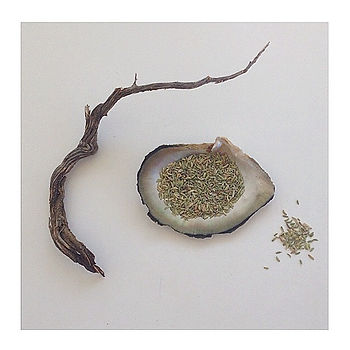 Instagram - FENNEL SEEDS are one of India's favorite herbs for digestion.jpg