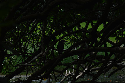 DSC_3499.JPG