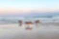 Dog Day Running with your dog on the beach.jpg