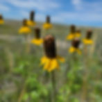 Prairie coneflower