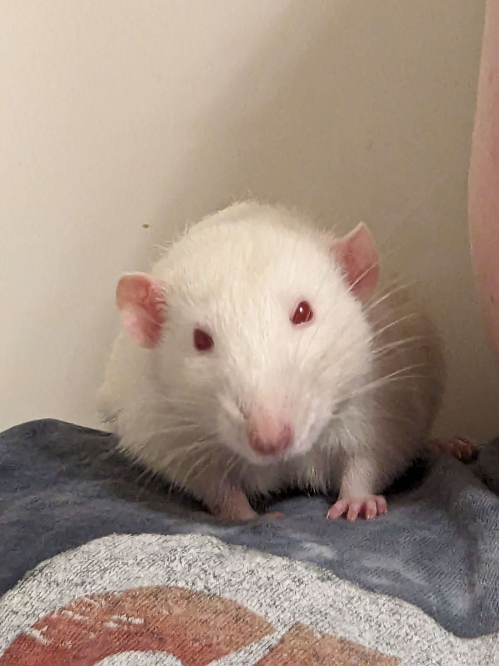 Mild Head Tilt