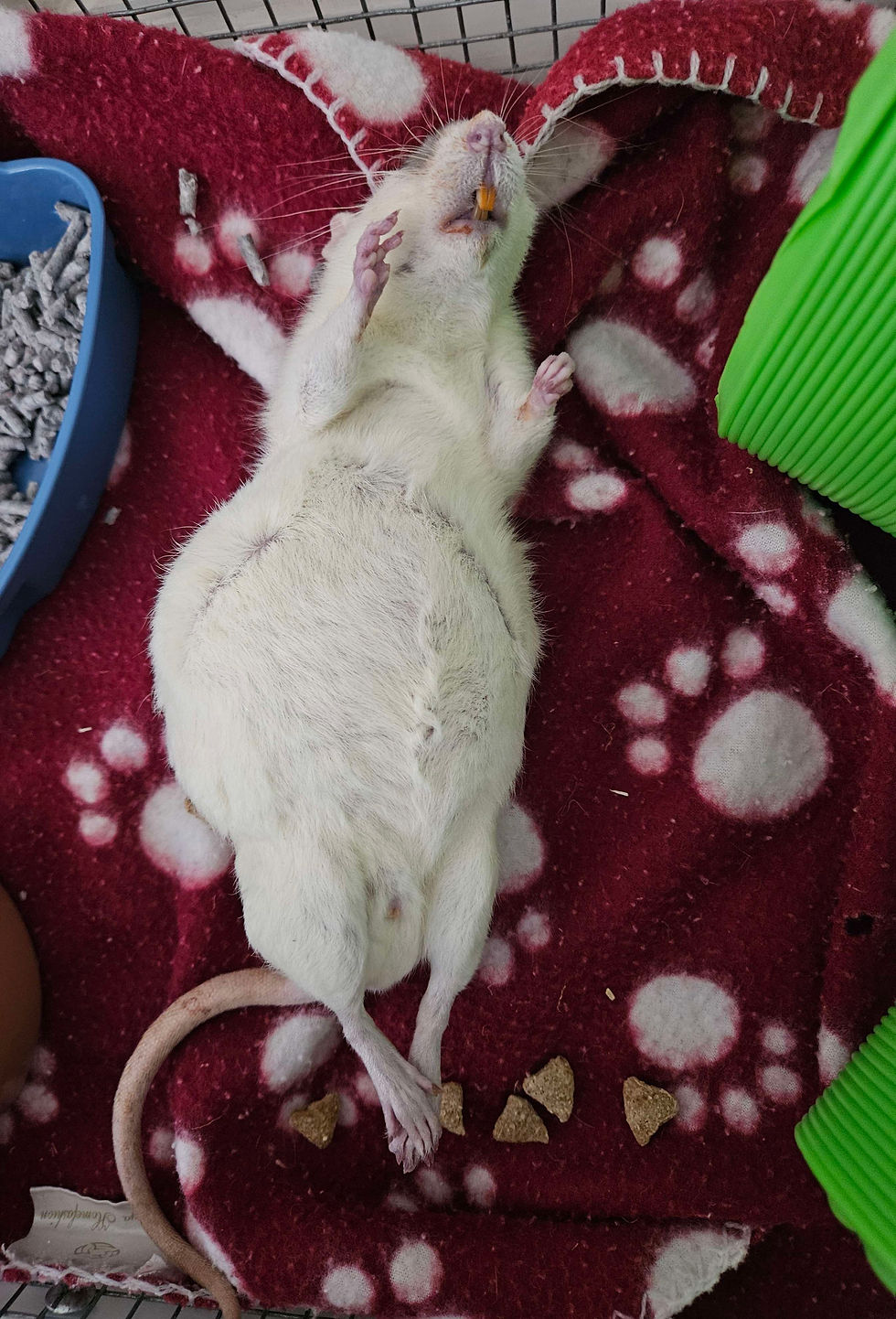 Results of Megacolon Post-Mortem
