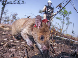 A rat in a red harness sniffing the ground