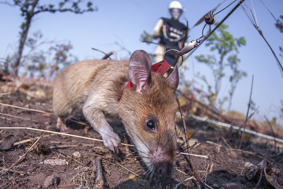 A rat in a red harness sniffing the ground