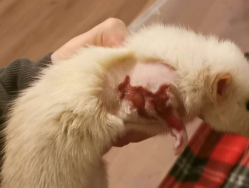 Surgical Removal - 0h