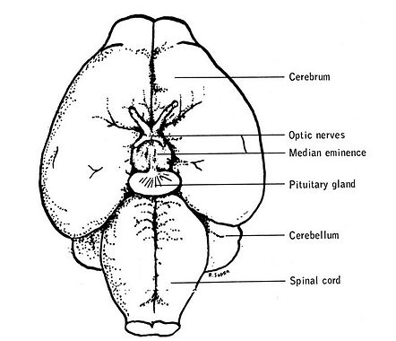 rat_brain_jax.jpg