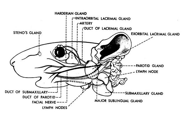 superficial_glands_of_head.jpg