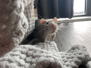 A grey rat peeking out from behind a blanket