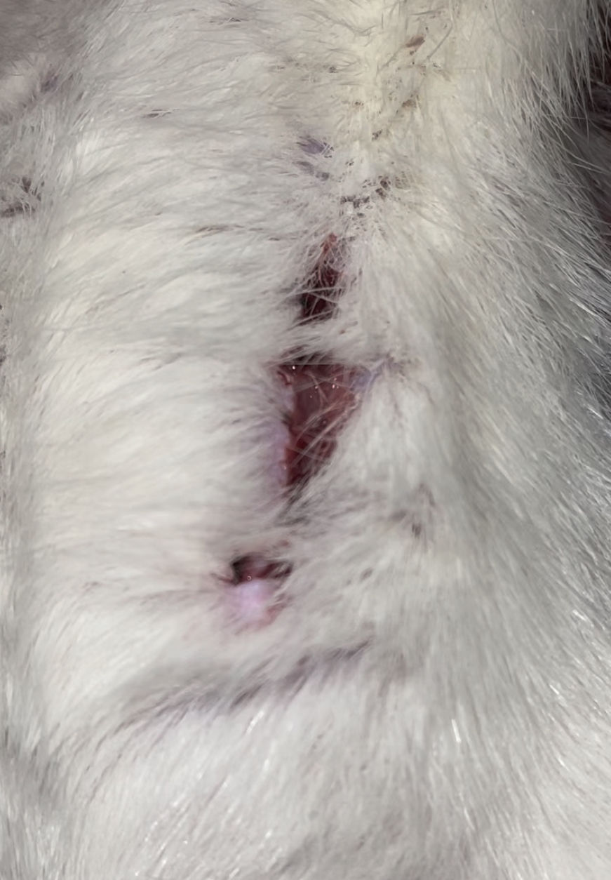 Mild Rat Bite Wound