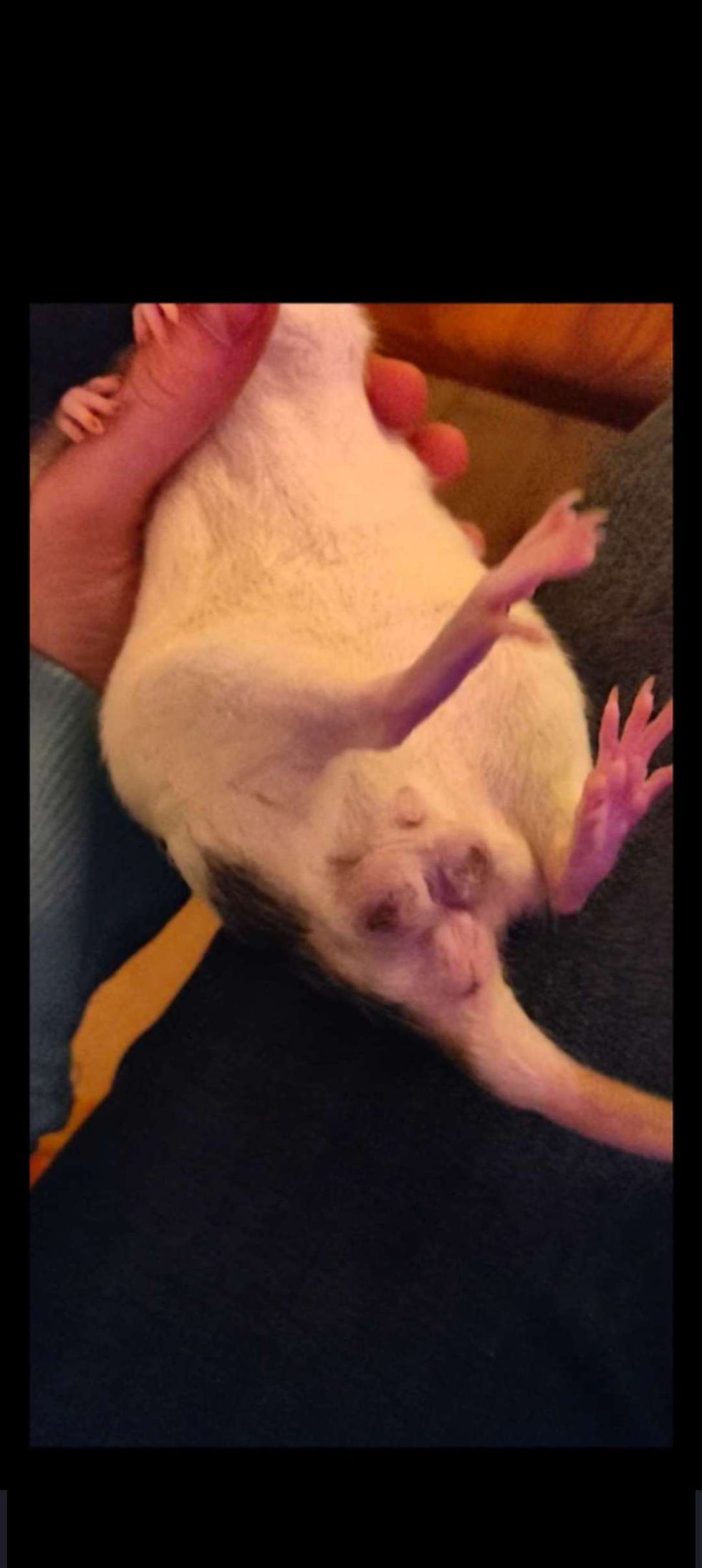 Abscess of the scrotum