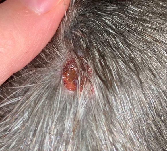 Significant Lesion