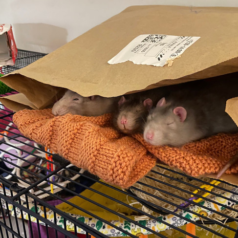 Olmo, Alder, and Paju snuggled up in a brown paper grocery bag. They are laying atop two orange knitted blankets
