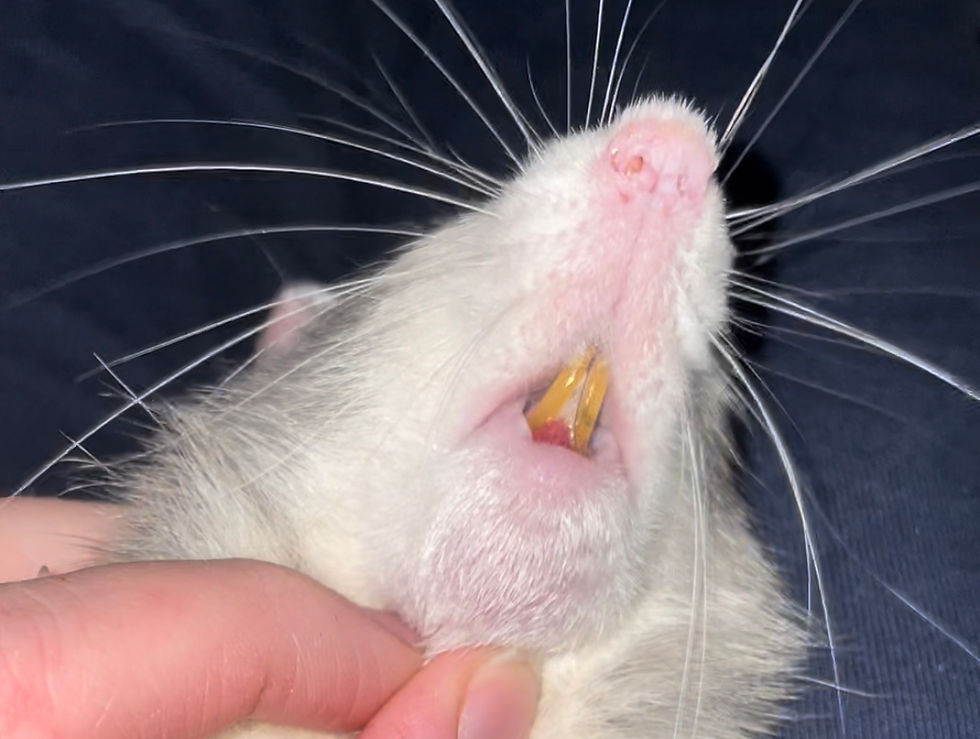 Tumour Growth