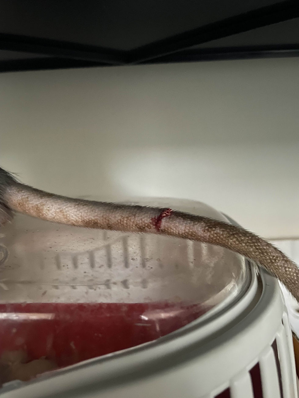 Beginnings of Degloving