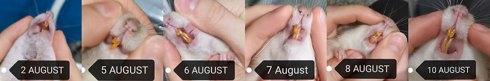 Regrowth of Tooth Following Breakage