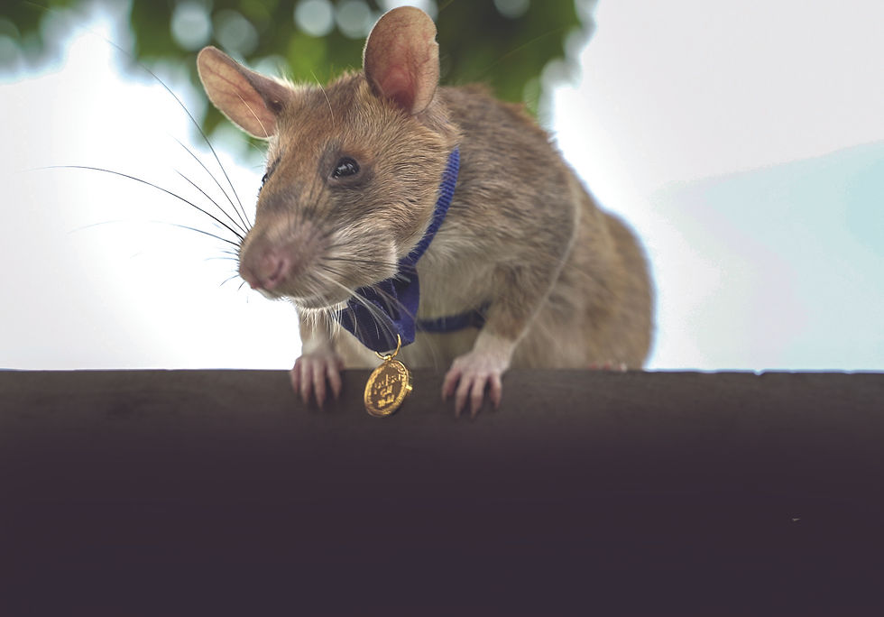 An African Pouched Rat wearing a little gold medal on her blue harness. She has a banana in her cheek pouch