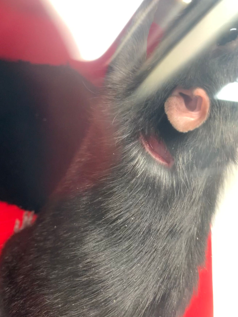 Moderate Rat Bite Wound