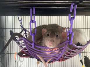 A pearl dumbo rat resting inside a purple spiderweb-shaped basket