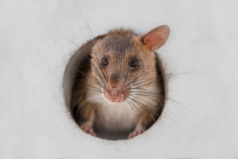 An African Pouched Rat peeking her head out of a hole, with one ear tucked back