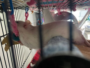 A white rat draped over a hammock, almost melting into it