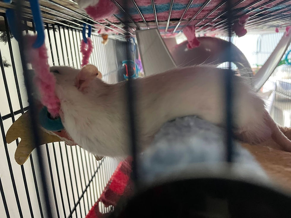 A white rat draped over a hammock, almost melting into it