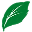 ハイビスカス　葉っぱ.png