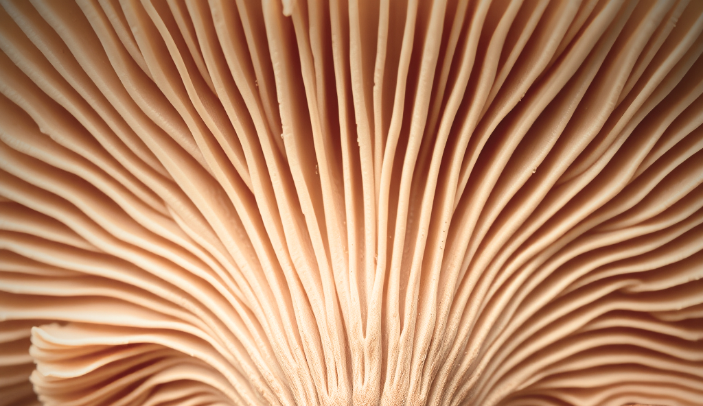 the gills of mushroom, brown colors.jpg