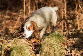 Kirkbourne Spaniels traning Gun dogs