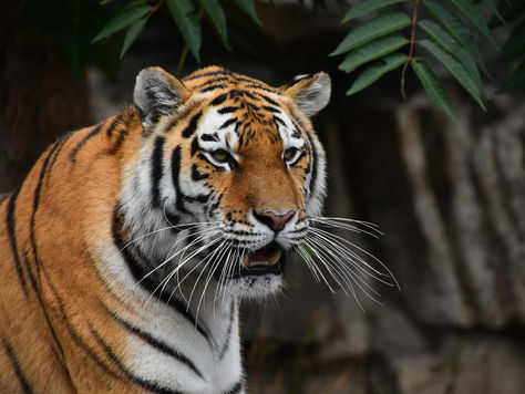 Close-up of an alert tiger with orange-and-black stripes, mouth slightly open, against dark foliage in a natural setting