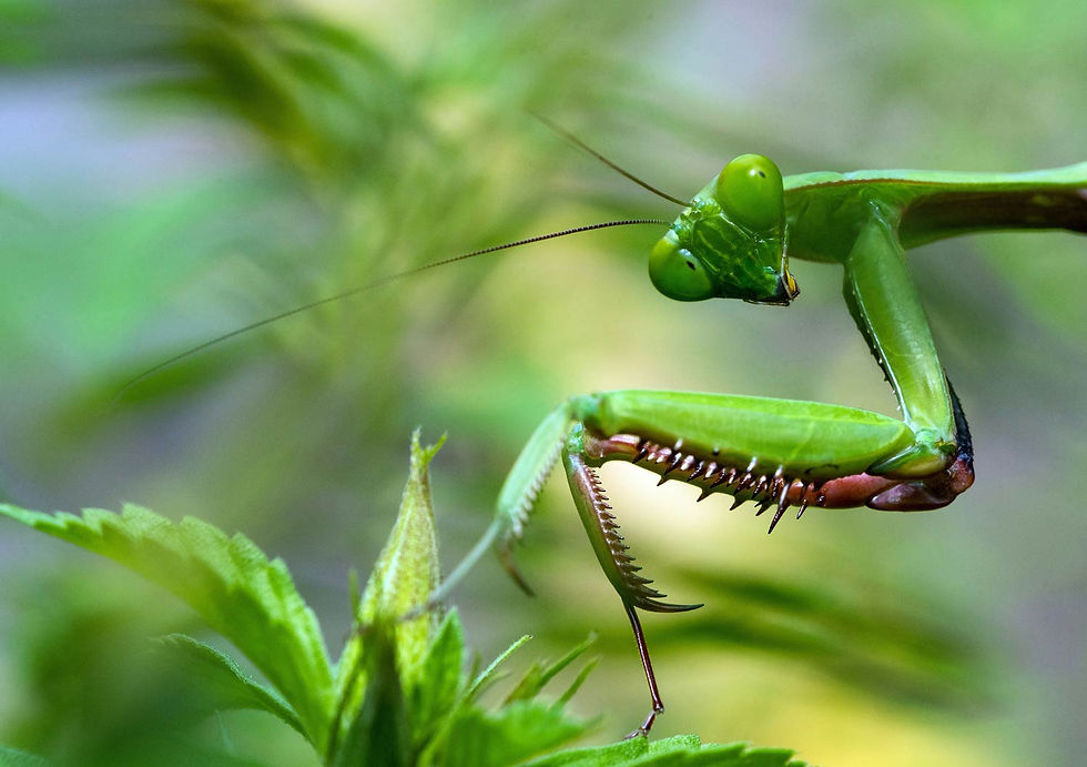 The Praying Mantis Has Arrived: Is British Wildlife Becoming European?
