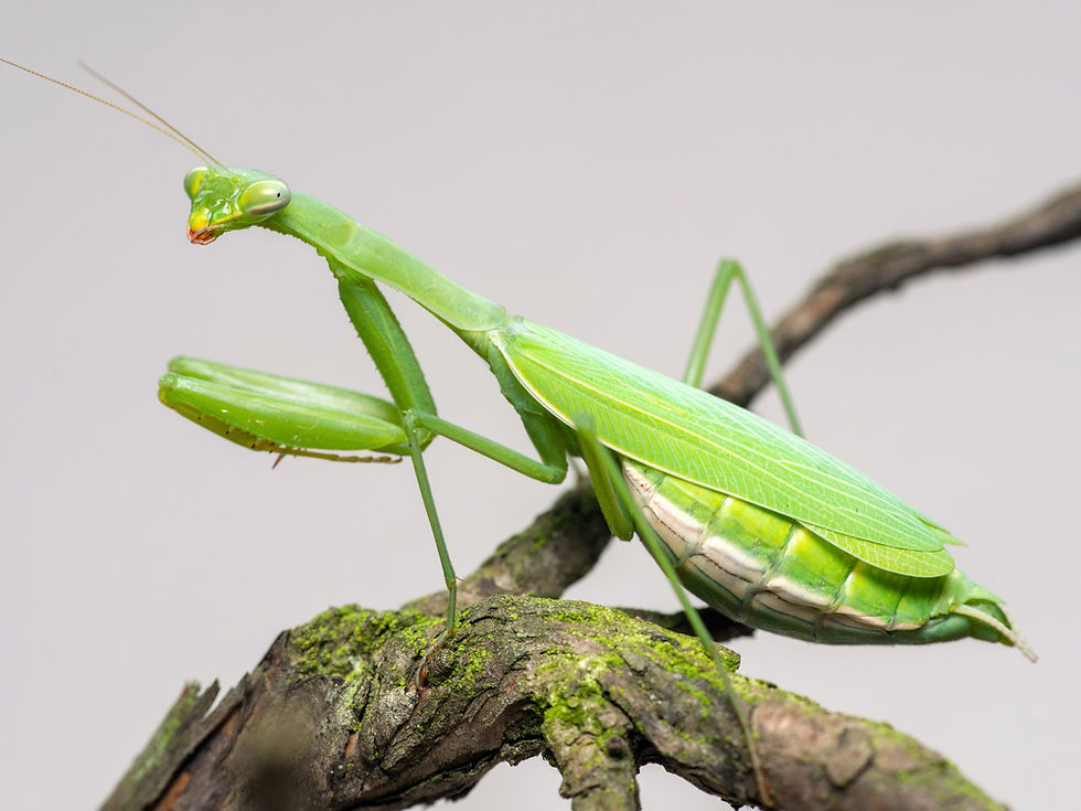 Green praying mantis perched on a mossy branch against a pale background, poised with raised forelegs.