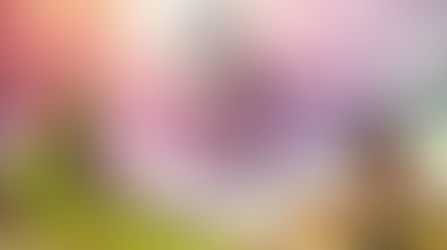 Куда приводят мечты